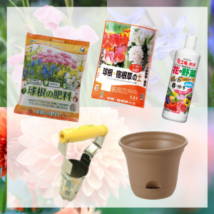 おうちでお花を育てよう 手軽に楽しめる園芸用品と球根植物をご紹介 コーナン公式サイト